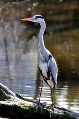 Graureiher-Fischreiher