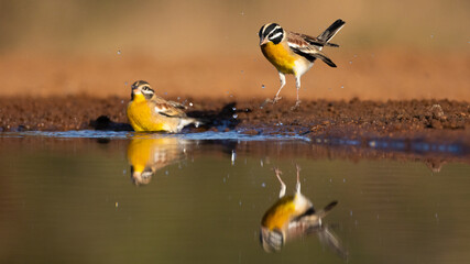 a pair of Golden breasted bunting with reflections on the water