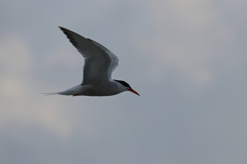 common tern