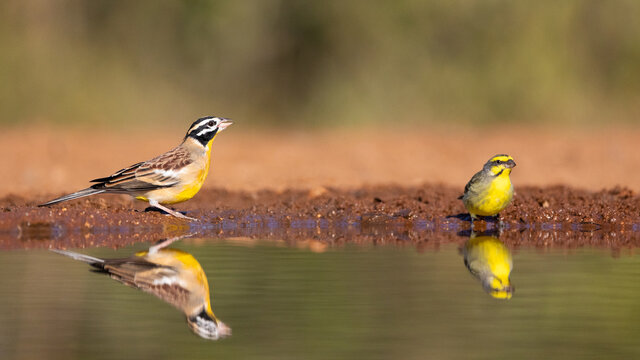 Golden Breasted Bunting And A Yellow Fronted Canary