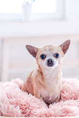 Chihuahua
