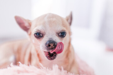 Chihuahua