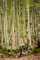 (Selective focus) Stunning view of a forest surrounded by beautiful Fagus Sylvatica trees. Spring season, Italy.