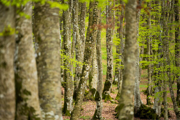 (Selective focus) Stunning view of a forest surrounded by beautiful Fagus Sylvatica trees. Spring season, Italy.