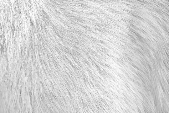 White gray background of dog fur with soft texture