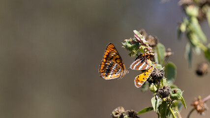 Praying mantis feeding on a butterfly