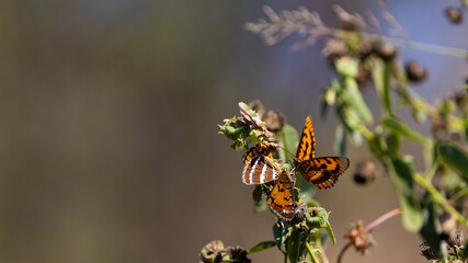 Praying mantis feeding on a butterfly