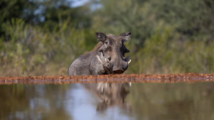 warthog inspecting the local waterhole
