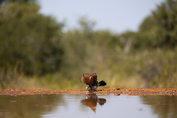 An emerald spotted wood dove flying away