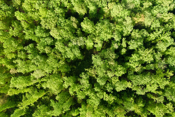 View from above, stunning aerial view of a forest surrounded by a beautiful lush vegetation with green oak trees. Natural background.