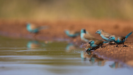 blue waxbills linning up at the local waterhole