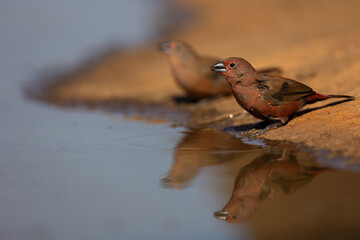 a Firefinch male and female 