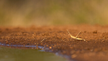 stick grasshopper at the waterhole
