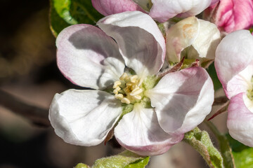 Close up of apple blossom Malus Domestica 'Scrumptious' a spring flowering tree plant with a white pink springtime flower, stock photo image