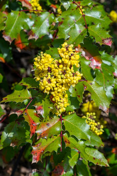 Mahonia (Berberis aquifolium) 'Golden Abundance' a hybrid flower plant also known as Oregon grape which is an evergreen garden shrub native of Asia, stock photo image