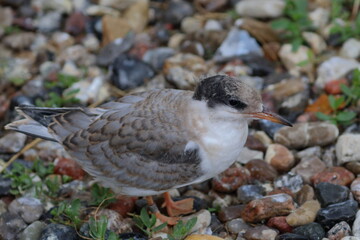 common tern chick
