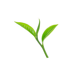Green tea leaf on white background