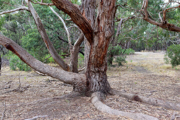 eucalypt tree in australian bush landscape