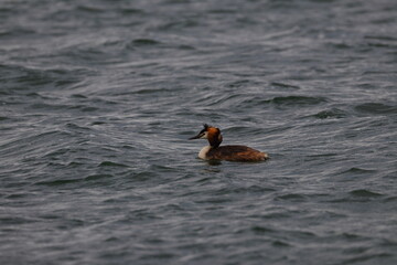 grebe