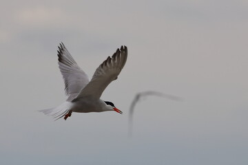 tern