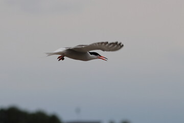 tern