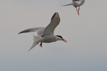 tern