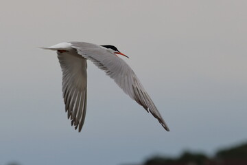 tern