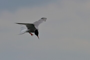 tern