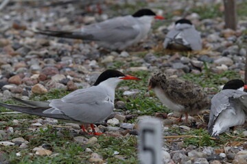 tern