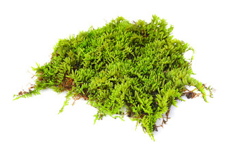 Green moss on white background