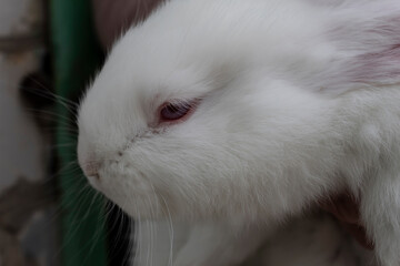 Portrait of a little white rabbit with pink ears.