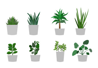 vector illustration of types of ornamental plants illustration, vector, leaf, nature, design