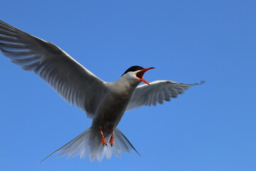 sterna hirundo
