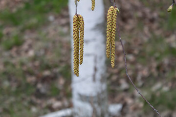 a birch branch with flowering earrings..