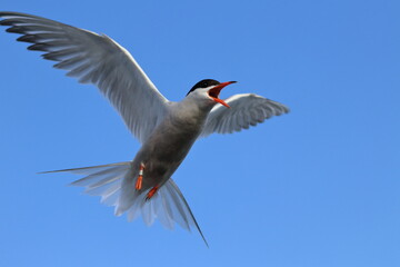 sterna hirundo
