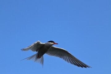 sterna hirundo
