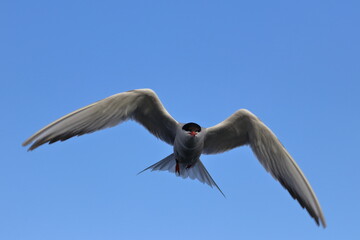 sterna hirundo
