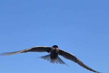 sterna hirundo
