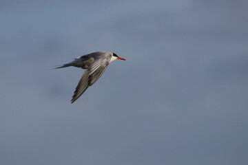 sterna hirundo
