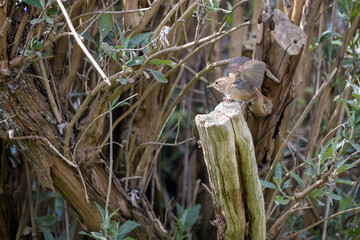 Tiny Wren (Troglodytes troglodytes) perched on a tree stump in springtime