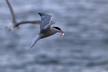 sterna hirundo