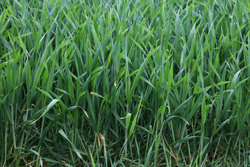 Obraz premium Green seedlings of winter crops in springtime