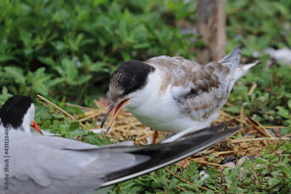 Poster common tern chick