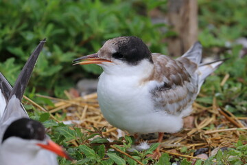 common tern chick