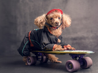 toy poodle dog in a tracksuit on a skateboard