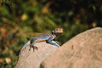 chameleon changing colours