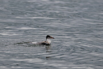swimming tern chick