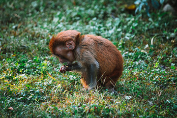 Baby Monkey in the Grass