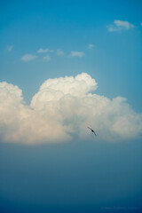 Bird in the Sky