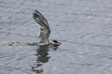 young seabird